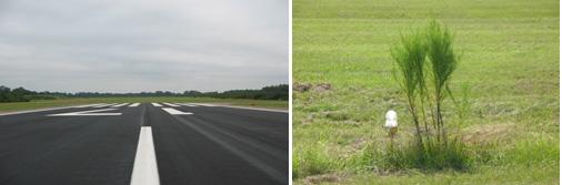 airport runway and greenery